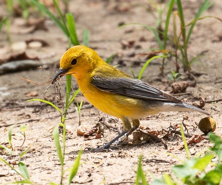 Prothonotary Warbler - ML103859151
