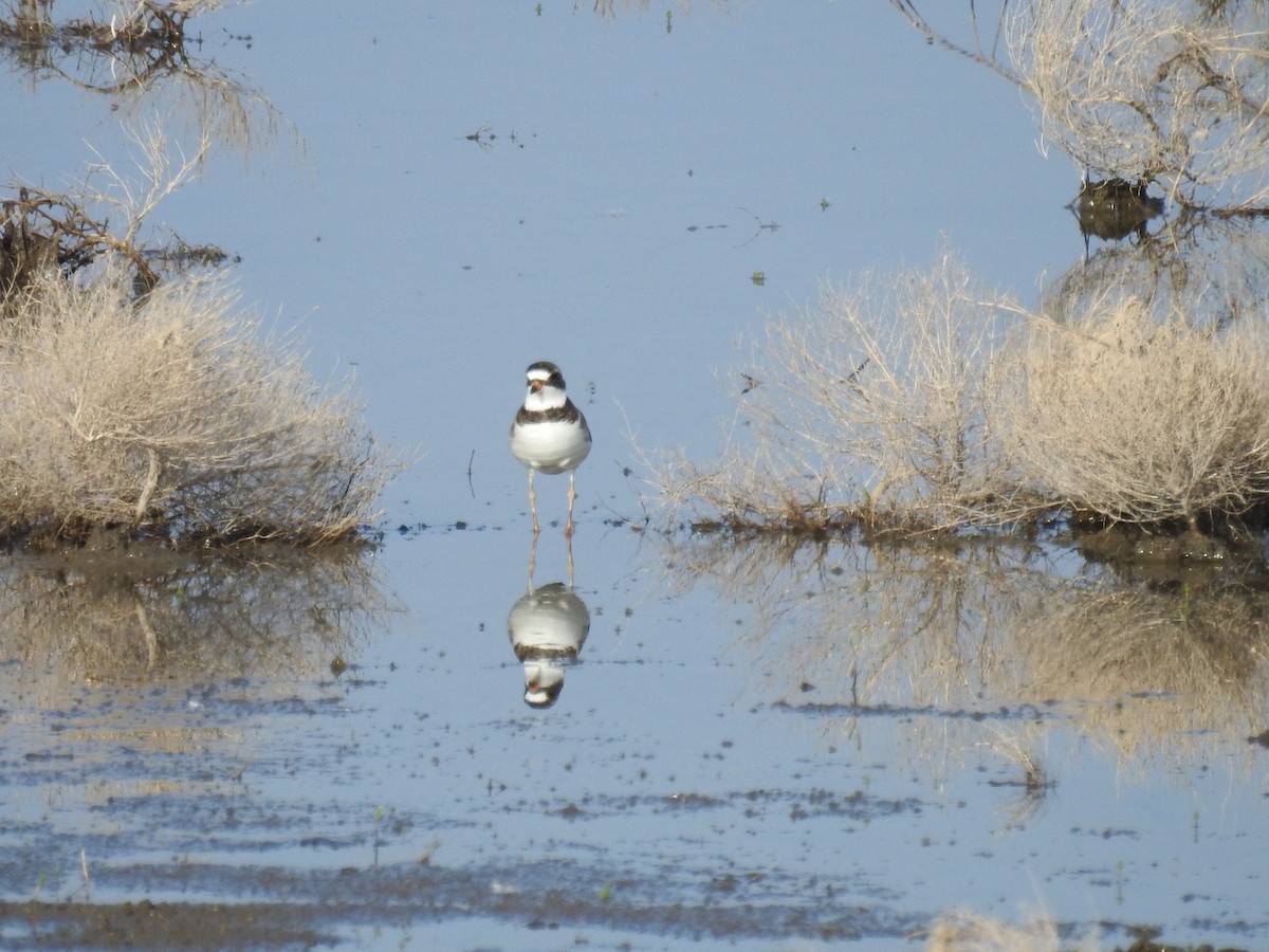 Semipalmated Plover - ML103861931