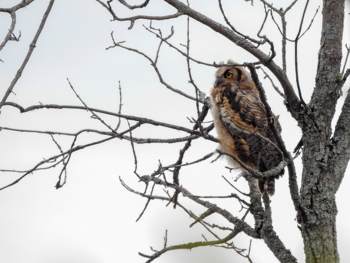 Great Horned Owl - Samuel Burckhardt
