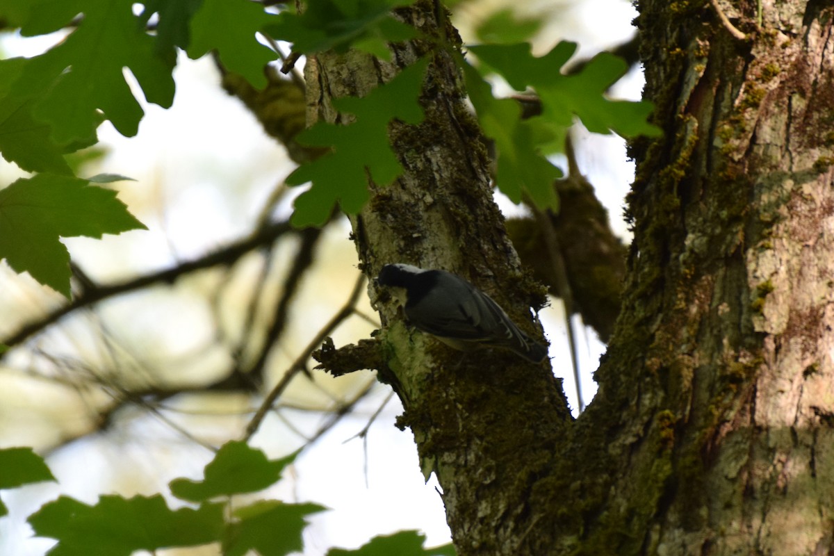 White-breasted Nuthatch - Brian DeBoyace