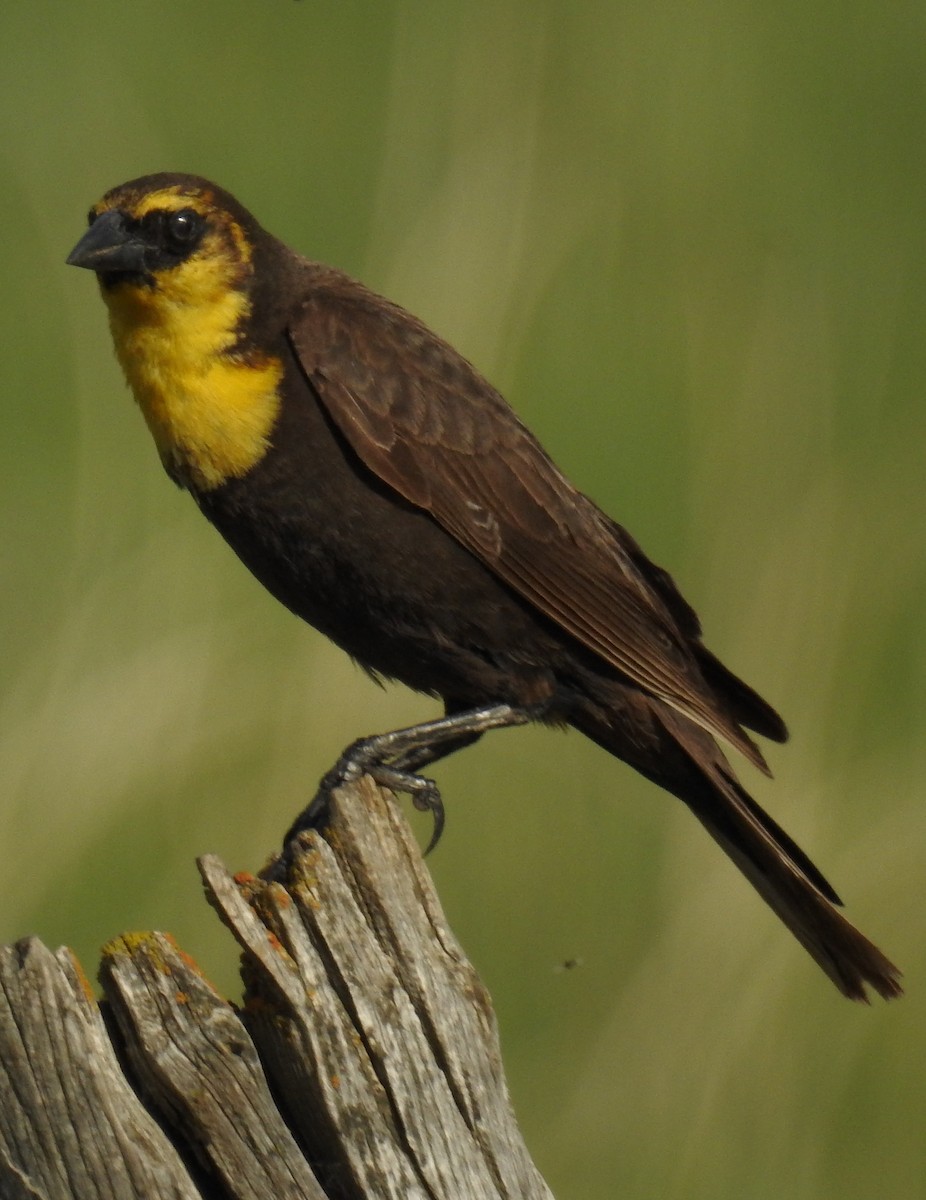 Yellow-headed Blackbird - Richard Klauke