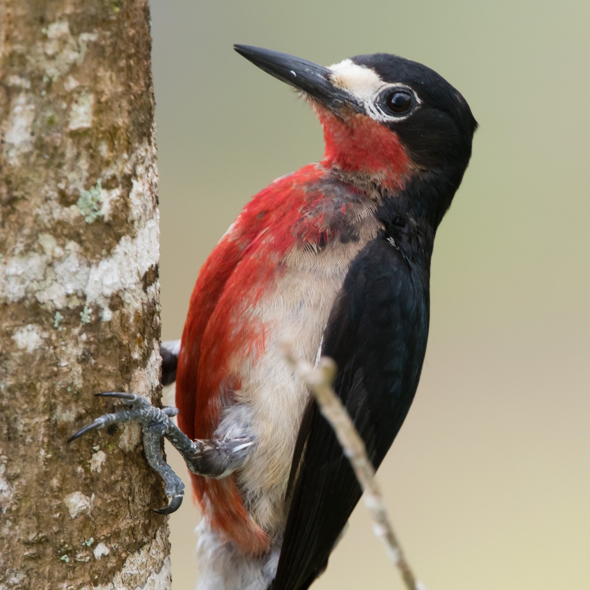 Puerto Rican Woodpecker - ML103871661