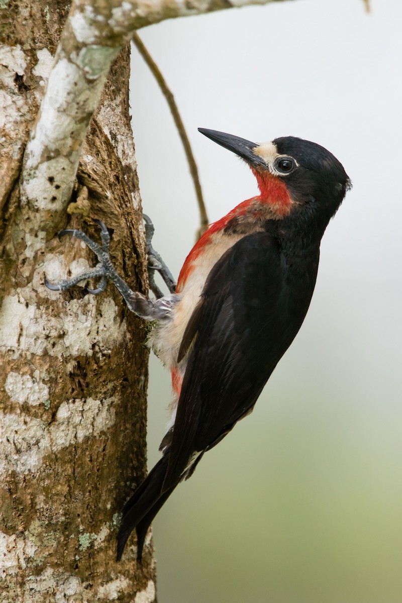 Puerto Rican Woodpecker - ML103871711