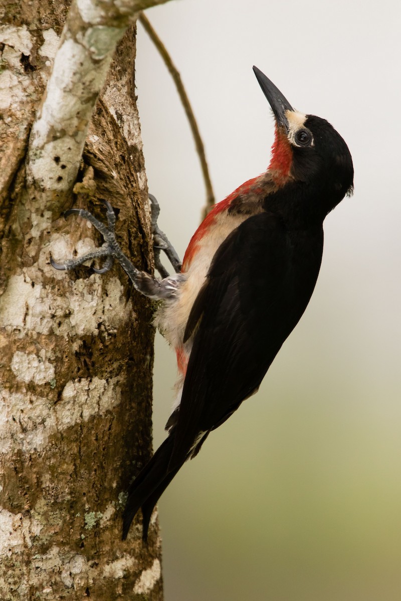 Puerto Rican Woodpecker - ML103871721