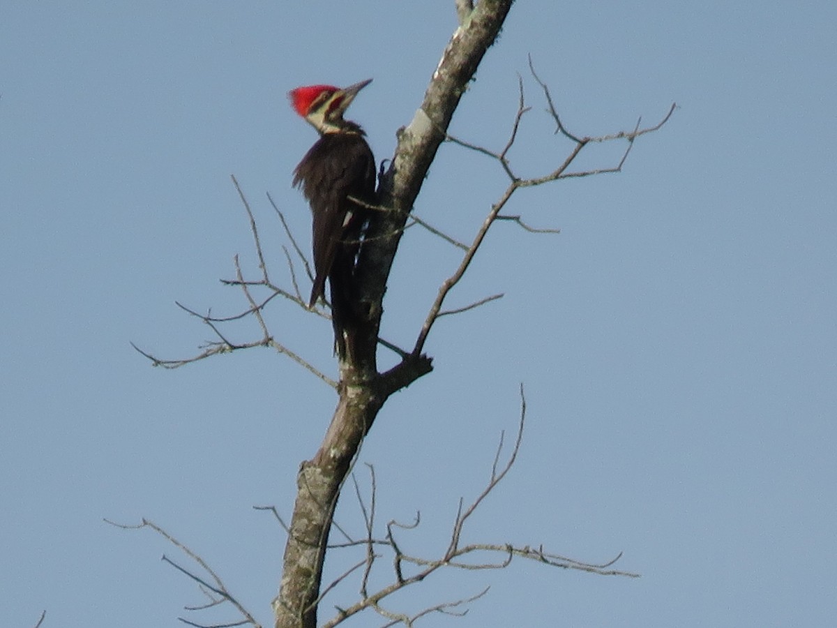 Pileated Woodpecker - ML103875381