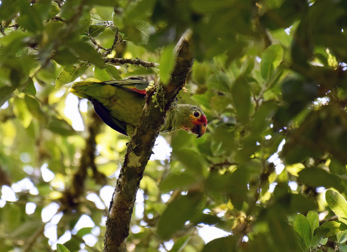 Red-lored Parrot (Red-lored) - Ryan O'Donnell