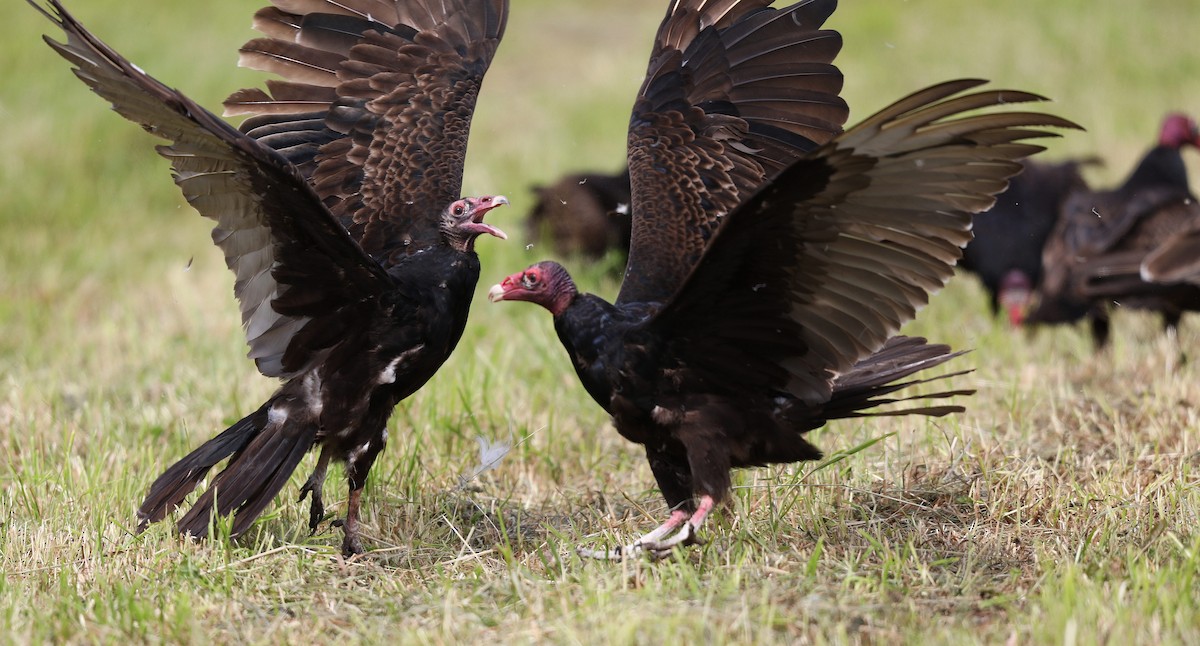Turkey Vulture - Matthew Brown