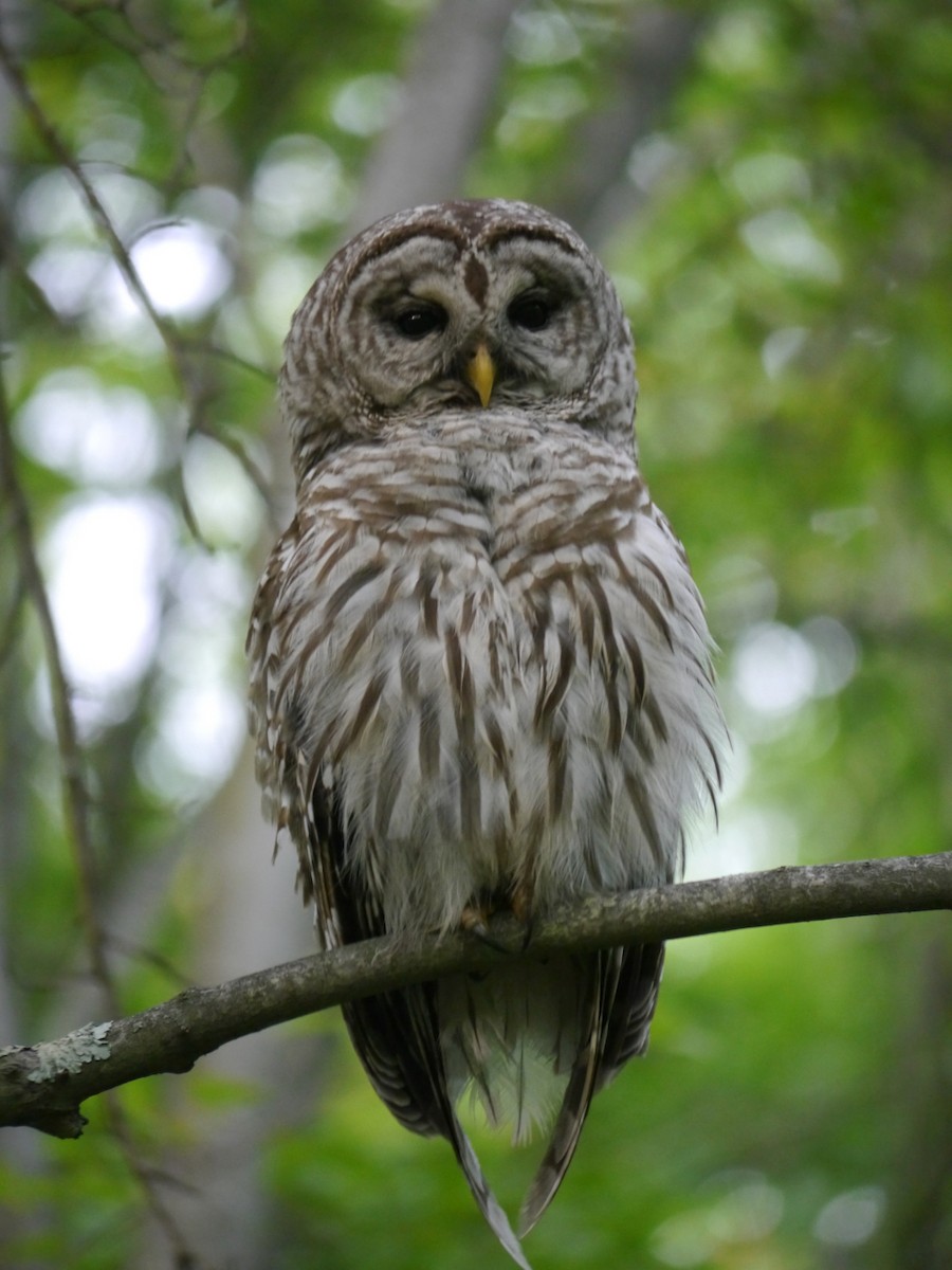 Barred Owl - Tom Ostrand