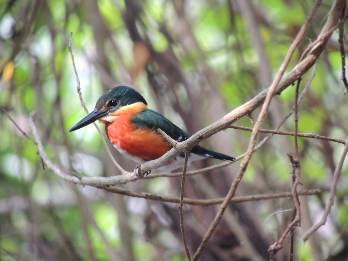 American Pygmy Kingfisher - Ichi Wildlife Tours