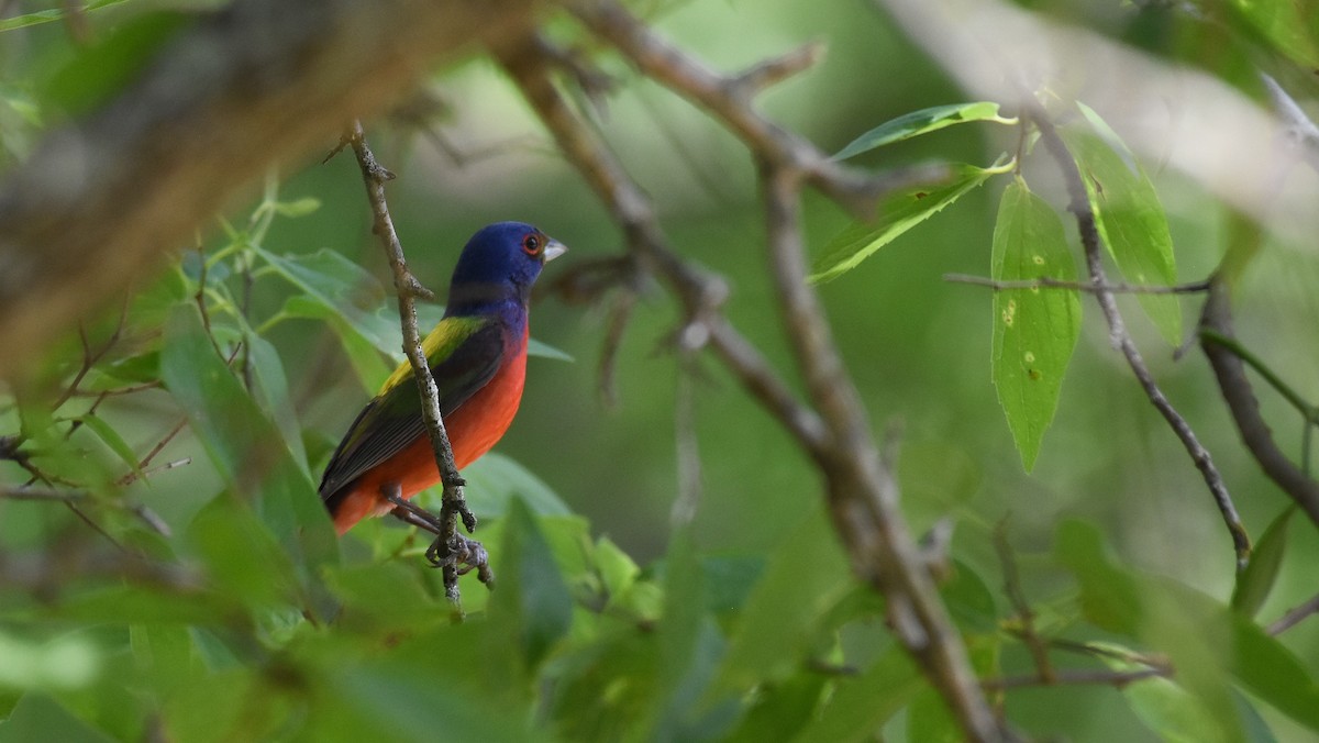 Painted Bunting - Scott Snyder