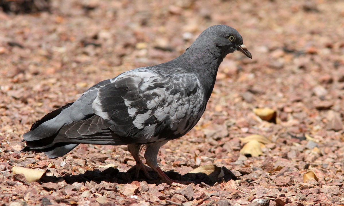 Rock Pigeon (Feral Pigeon) - Sean Fitzgerald