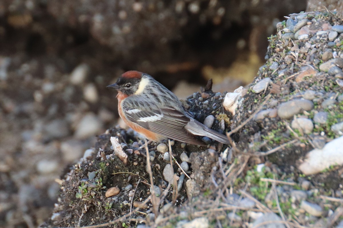 Bay-breasted Warbler - ML103883861