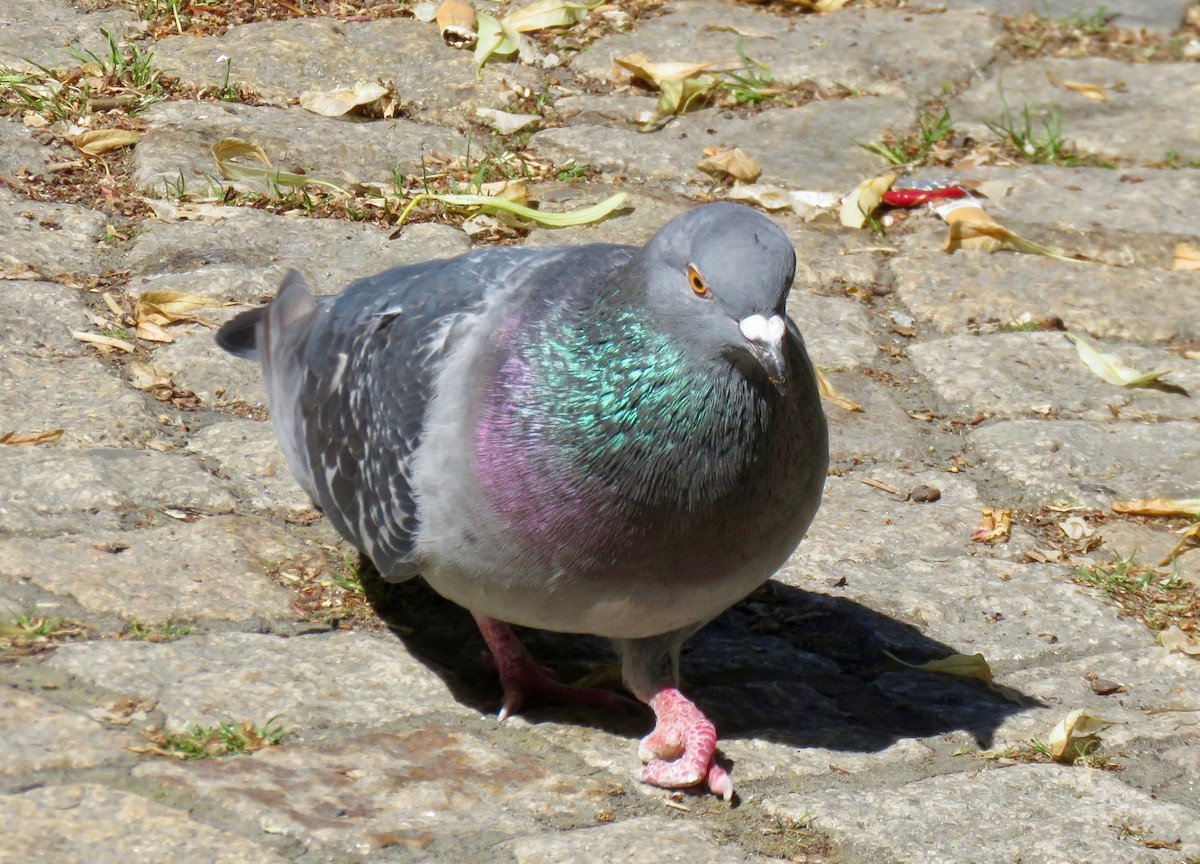 Rock Pigeon (Feral Pigeon) - ML103888411