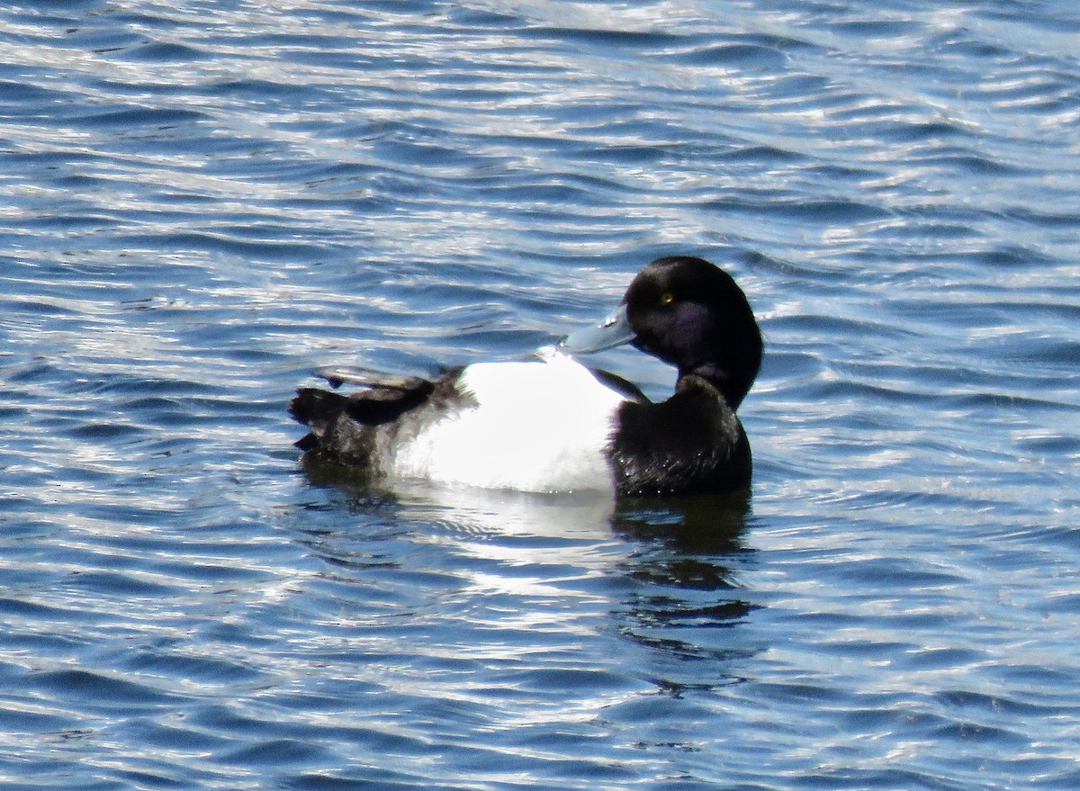 Greater Scaup - Charlie   Nims
