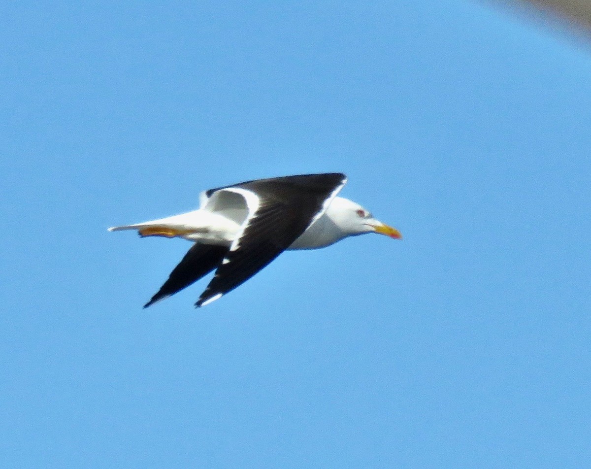 Lesser Black-backed Gull - Charlie   Nims
