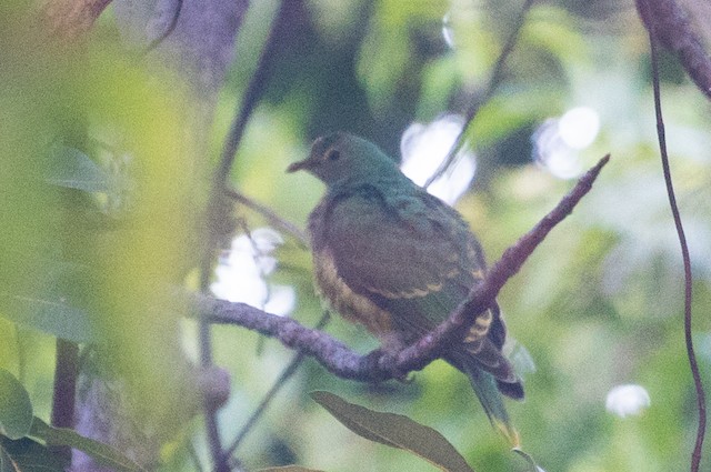 Rose-crowned Fruit-Dove