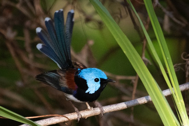 Lovely Fairywren