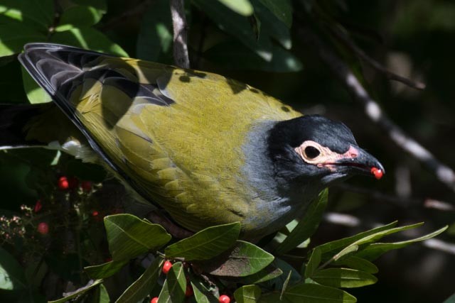 Australasian Figbird - ML103895421