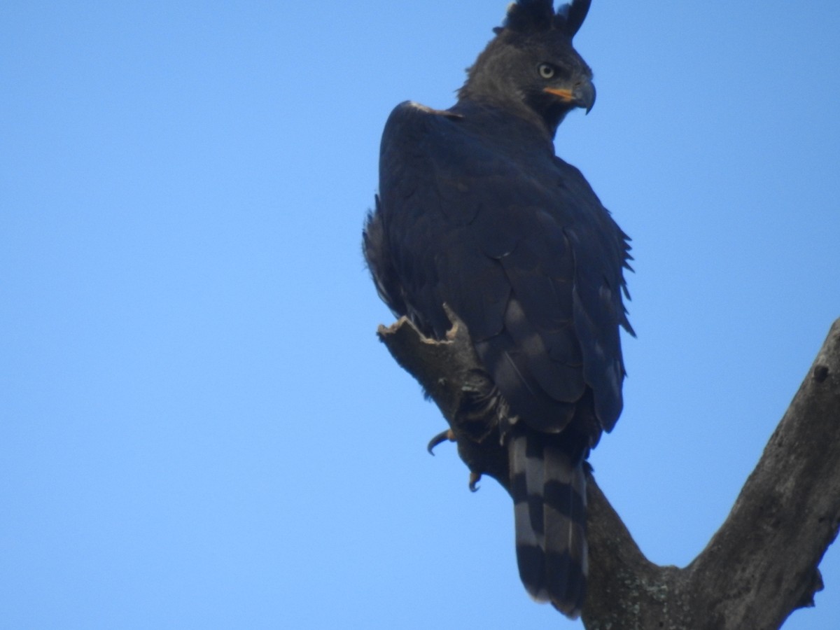 Crowned Eagle - John Finch