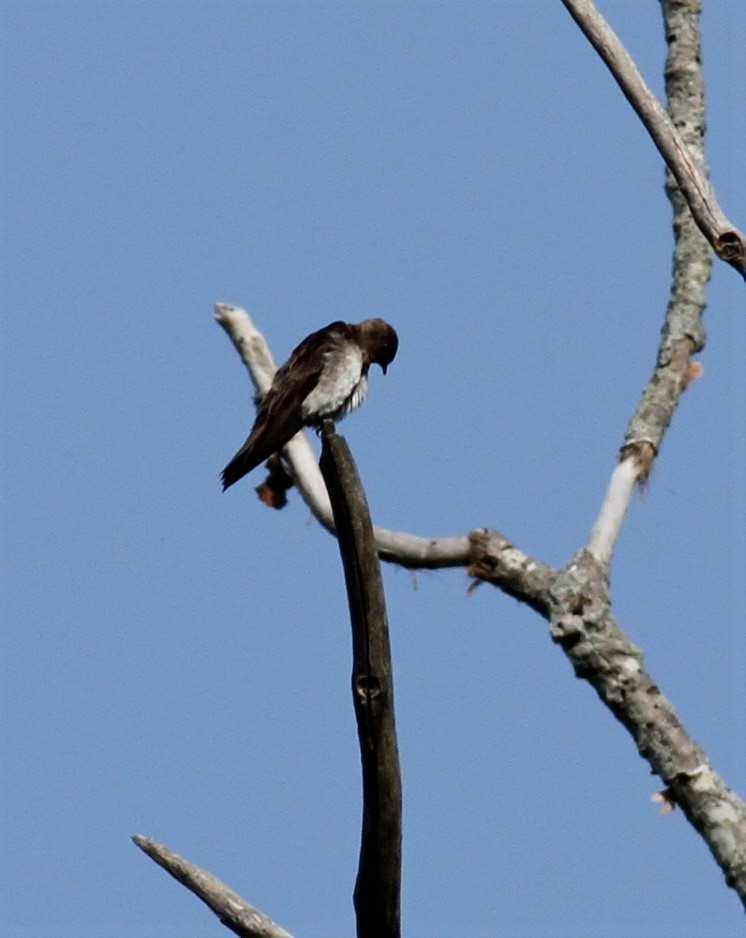 Northern Rough-winged Swallow - James Sherwonit