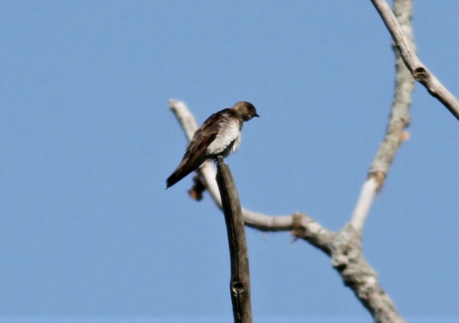 Northern Rough-winged Swallow - ML103897701