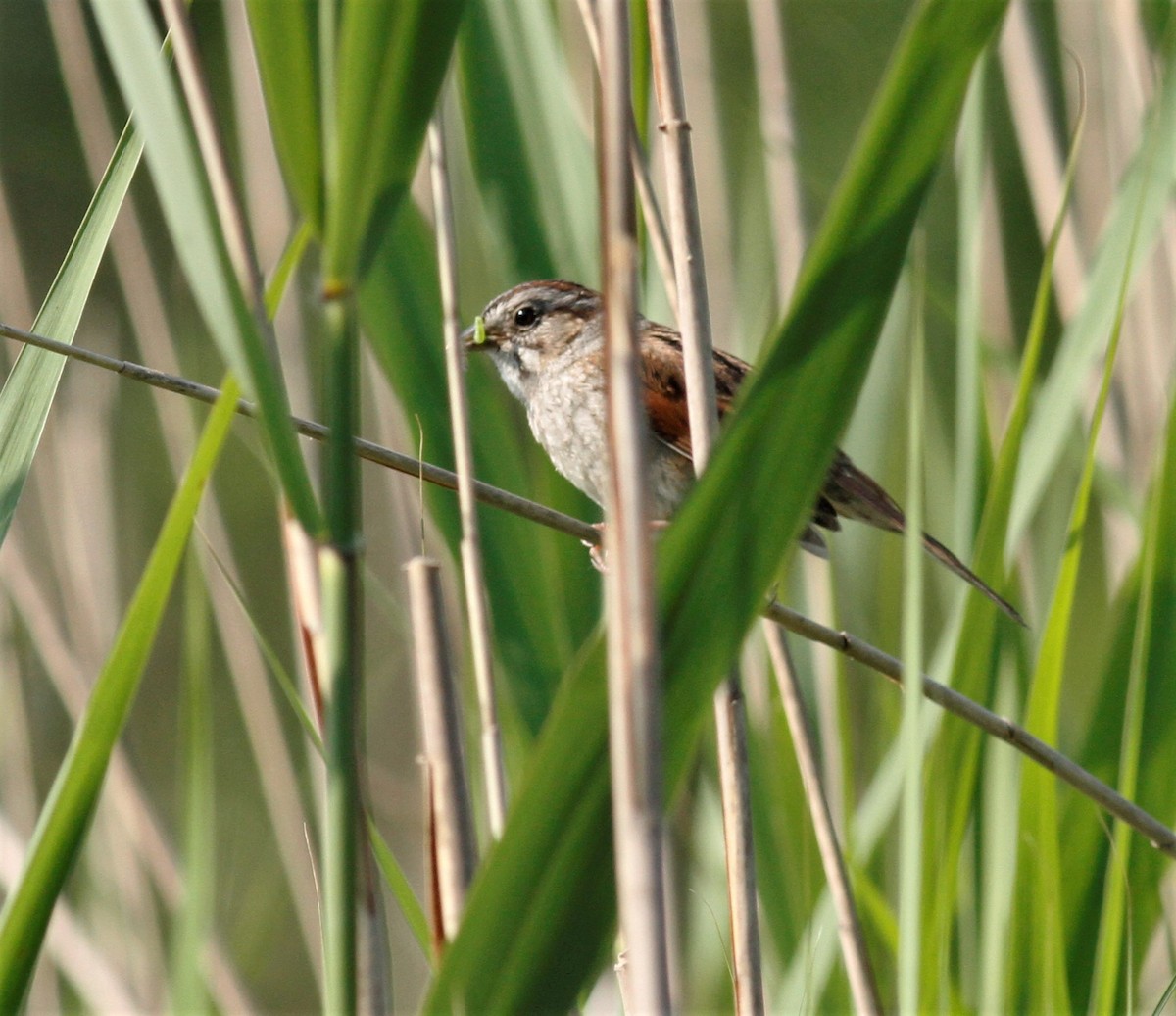 Swamp Sparrow - ML103897751