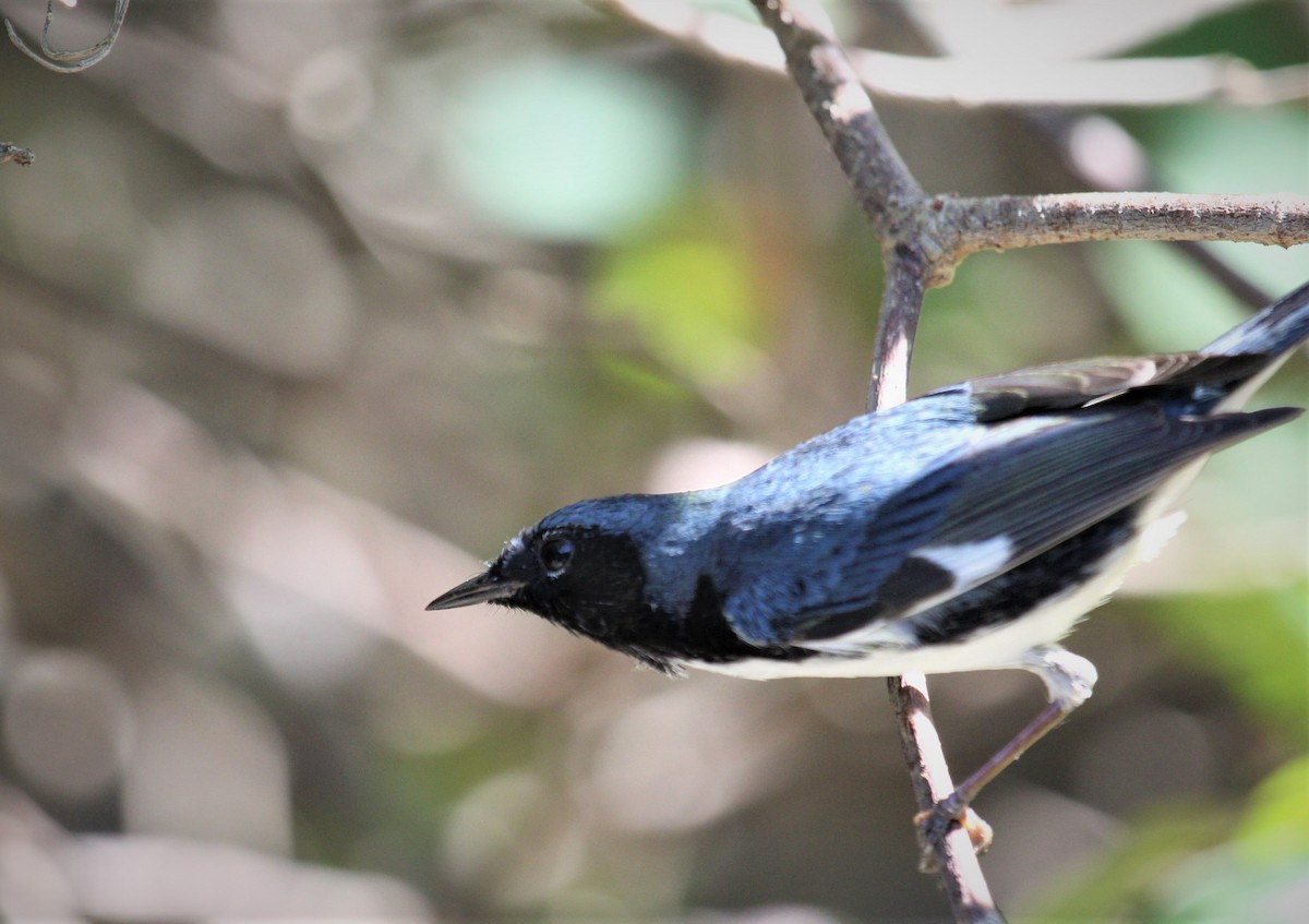 Black-throated Blue Warbler - Berend van Baak
