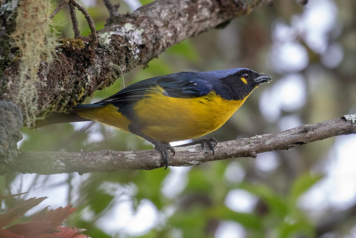 Black-cheeked Mountain Tanager - Drew Weber