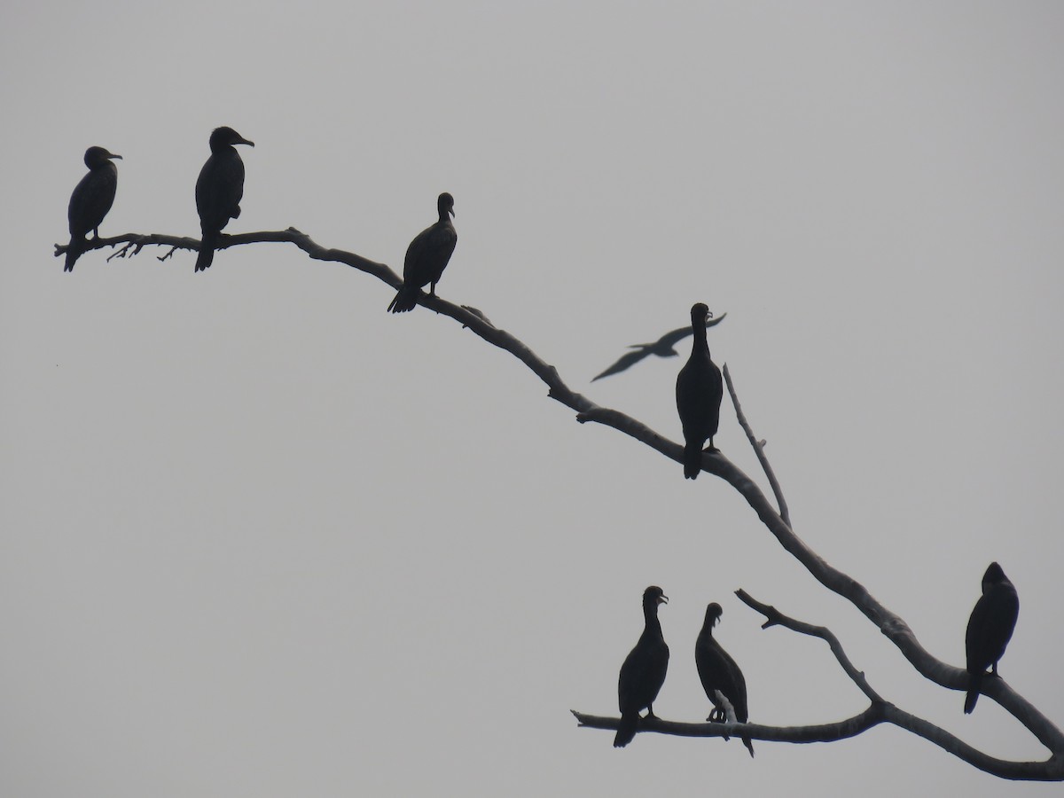 Indian Cormorant - Anil Menon
