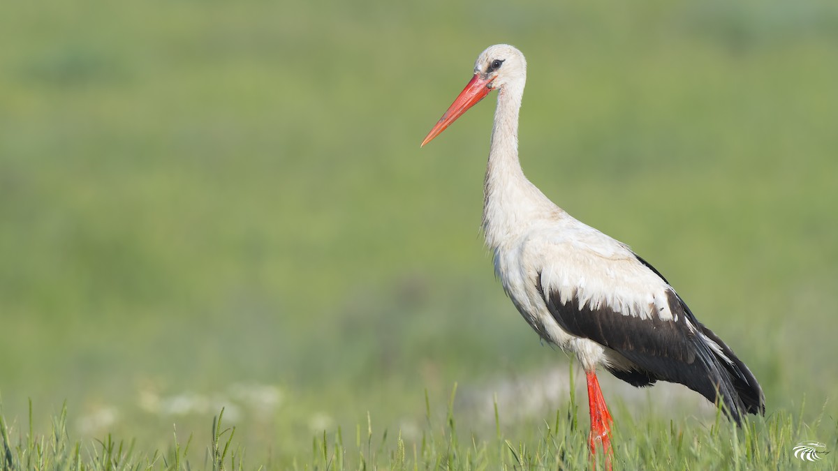 White Stork - ML103911701
