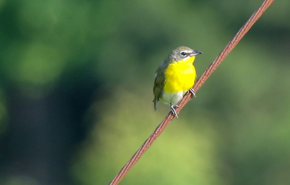 Yellow-breasted Chat - Gale VerHague