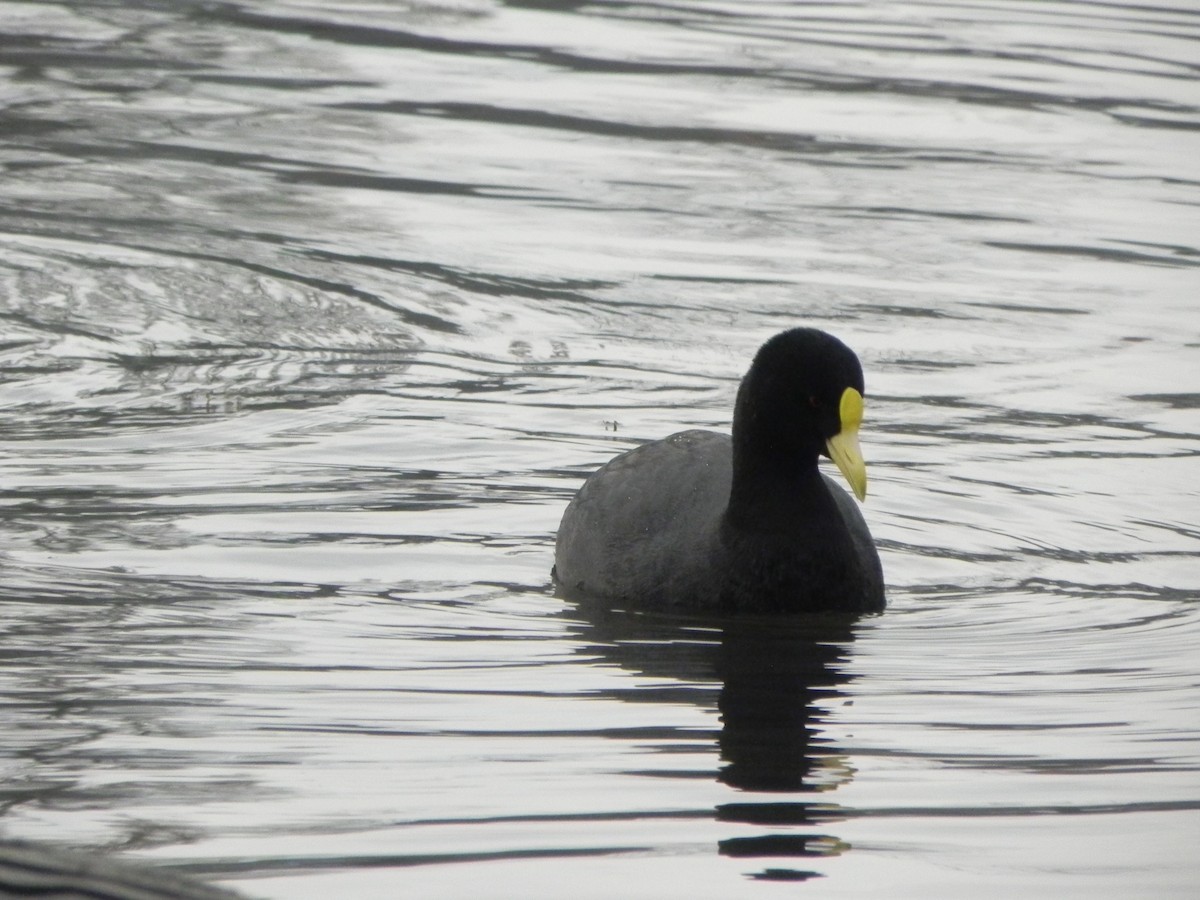 White-winged Coot - ML103914851