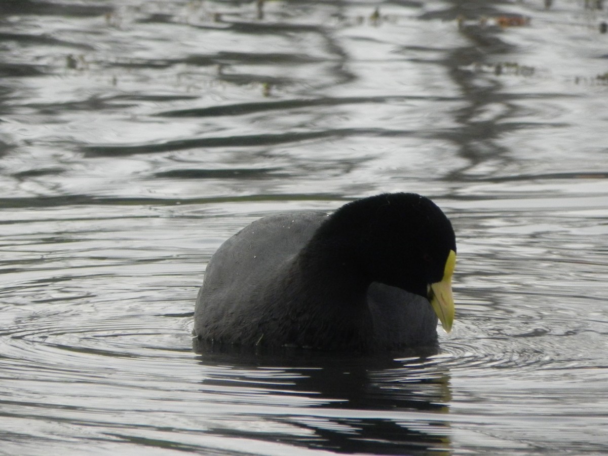 White-winged Coot - ML103914871