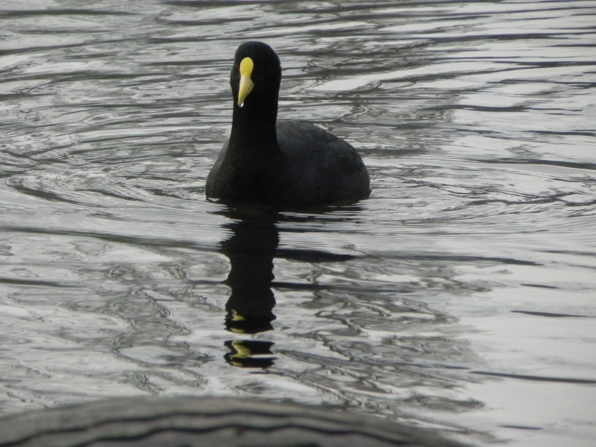 White-winged Coot - ML103914901