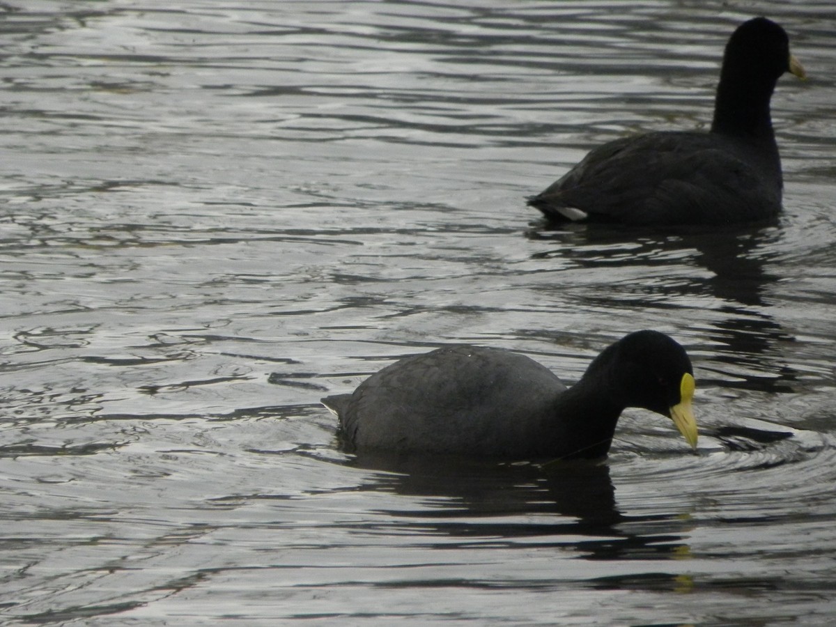 White-winged Coot - ML103914921