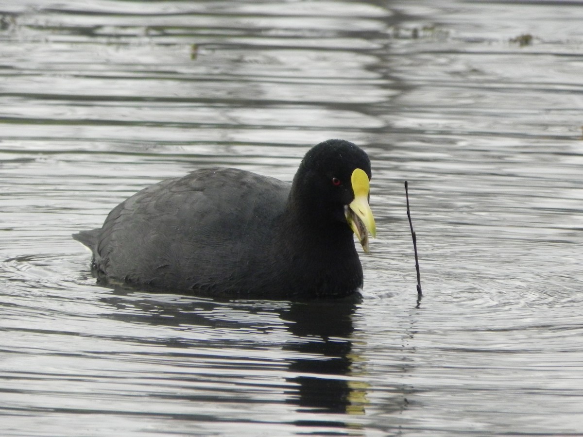 White-winged Coot - ML103914931