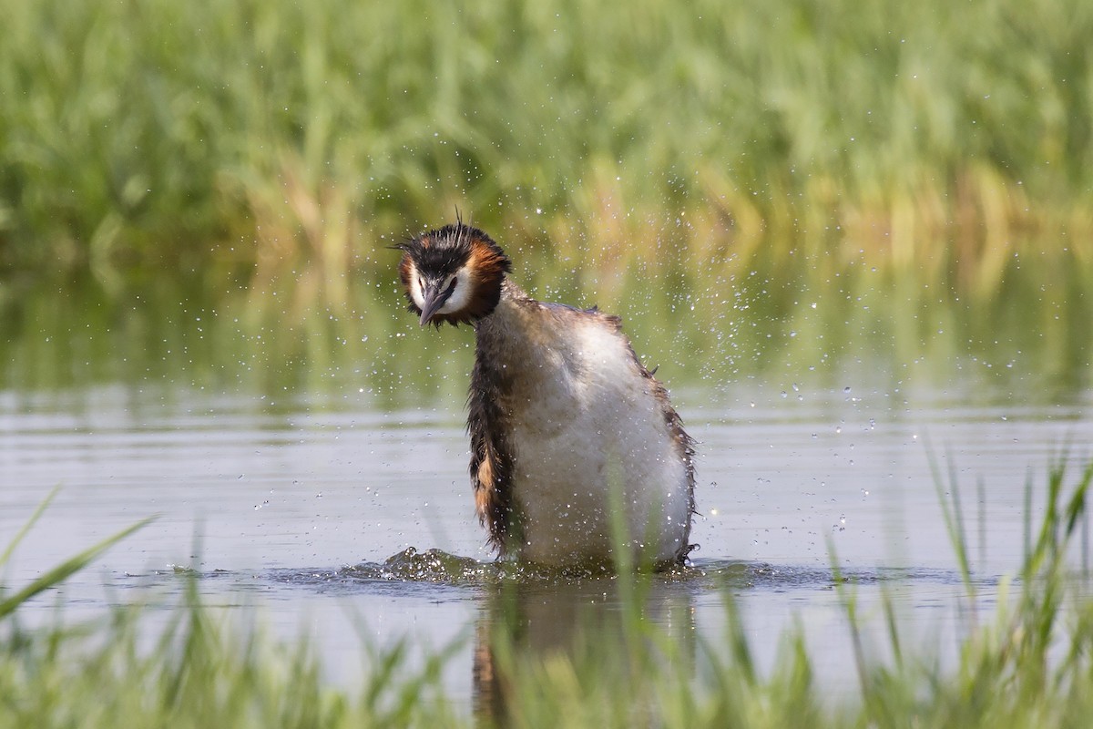 Great Crested Grebe - ML103915481