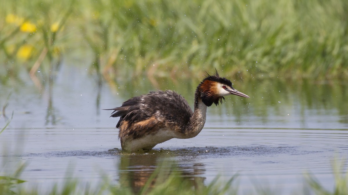 Great Crested Grebe - ML103915641