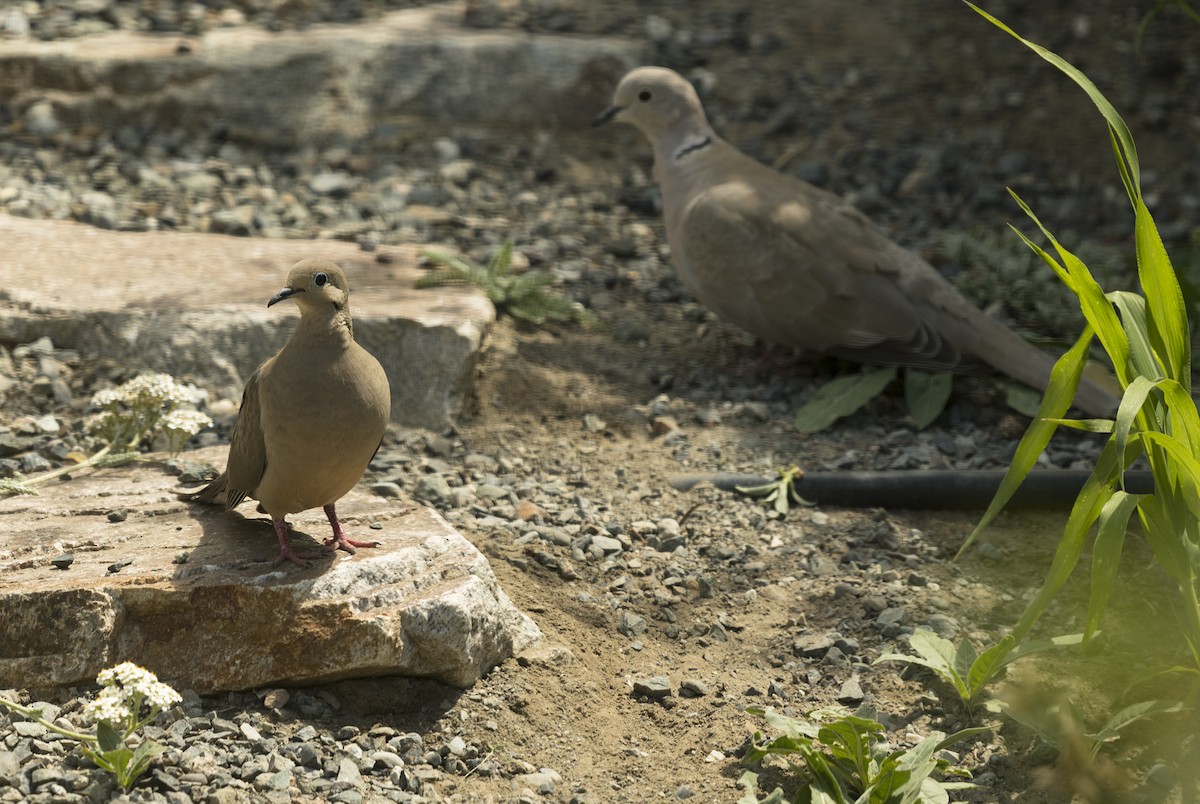 Mourning Dove - Ian Routley
