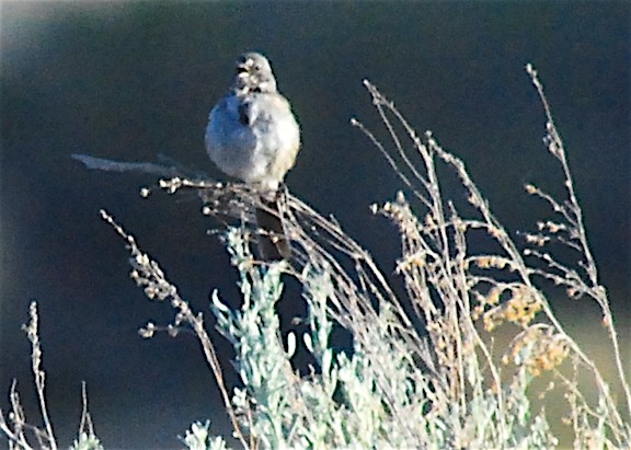 Bell's Sparrow - Anonymous