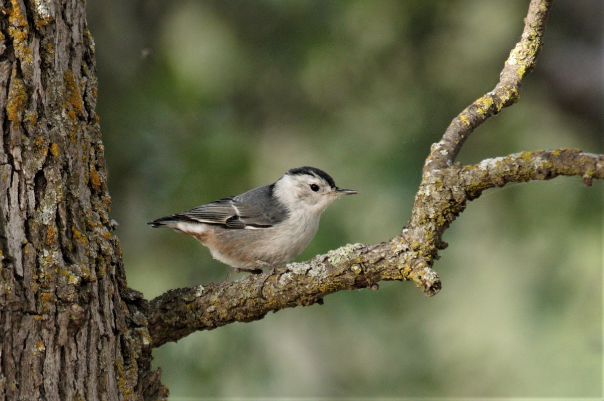 White-breasted Nuthatch - Bruce Mast