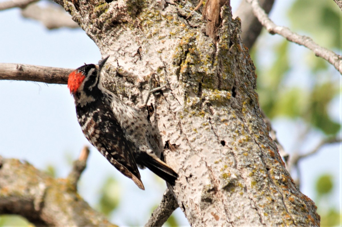 Nuttall's Woodpecker - Bruce Mast