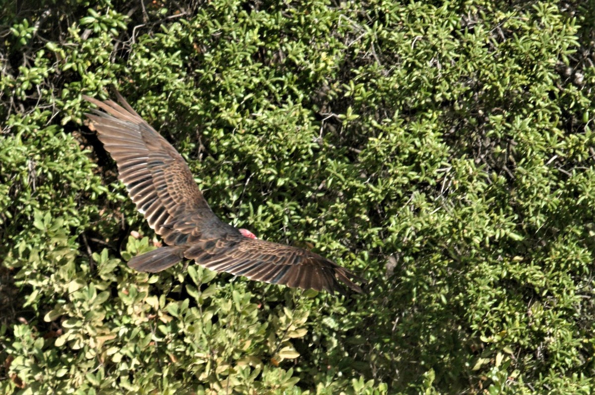 Turkey Vulture - ML103926561