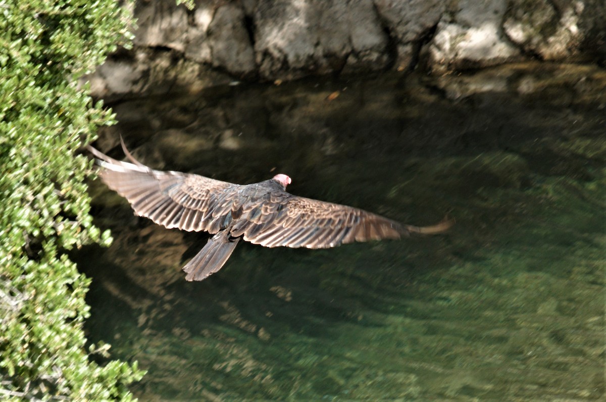 Turkey Vulture - ML103926571