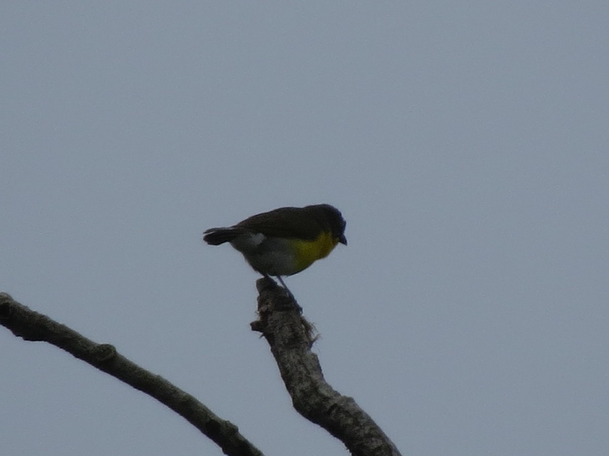 Yellow-breasted Chat - Sameer Apte