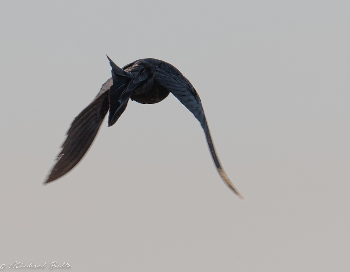 Great-tailed Grackle - ML103932701