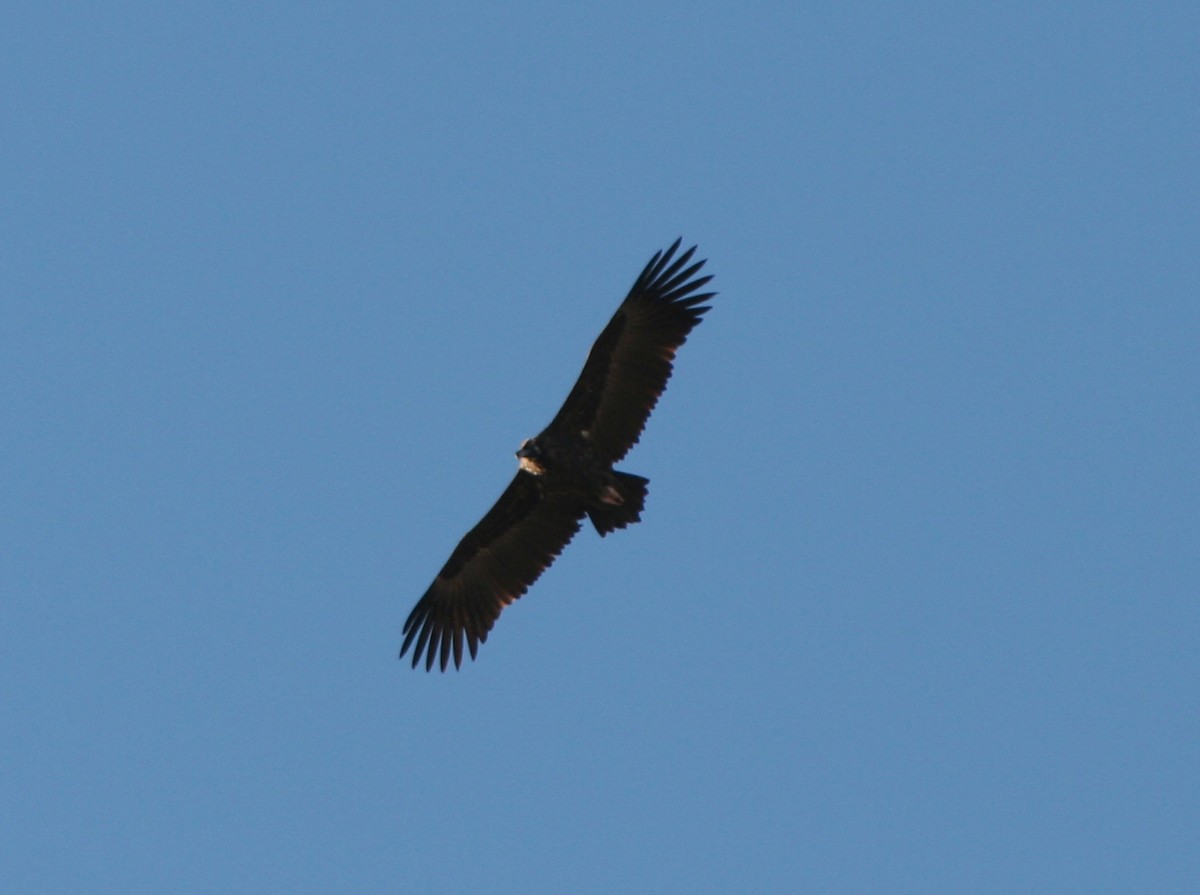 Cinereous Vulture - ML103935501