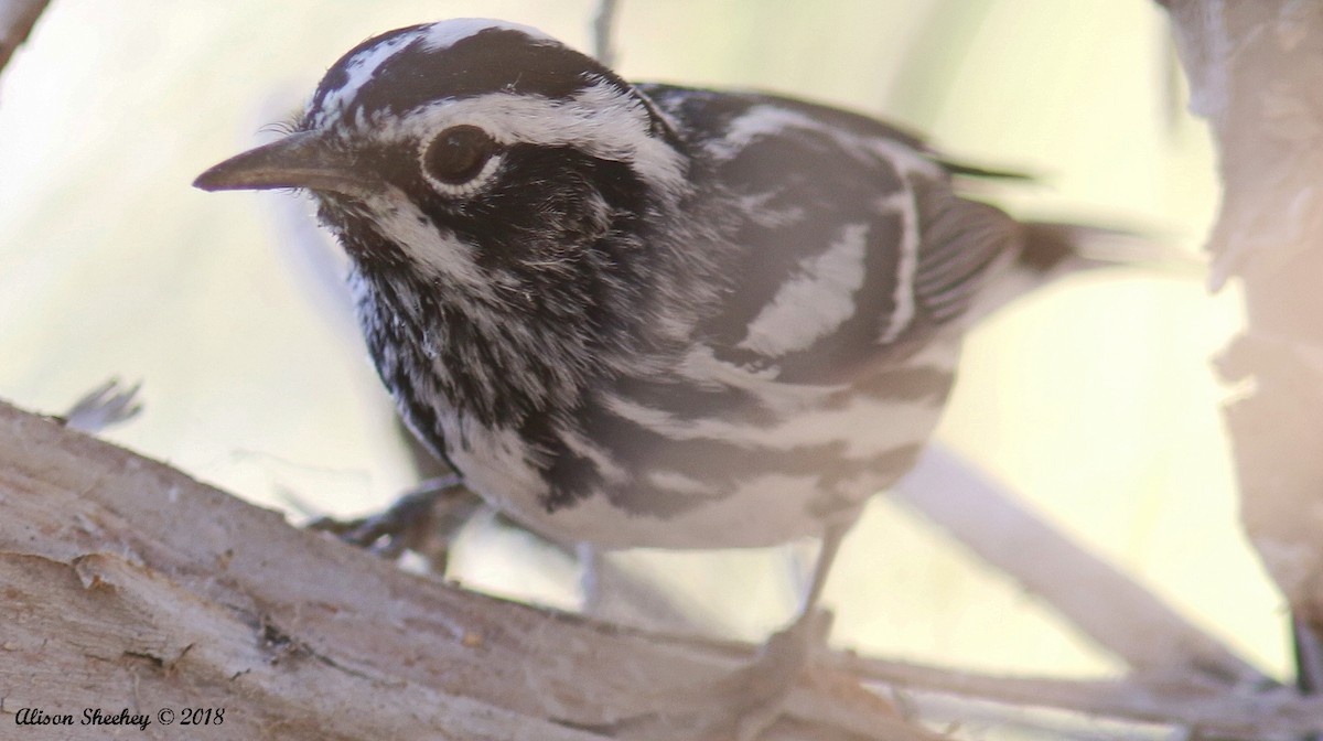 Black-and-white Warbler - Alison Sheehey