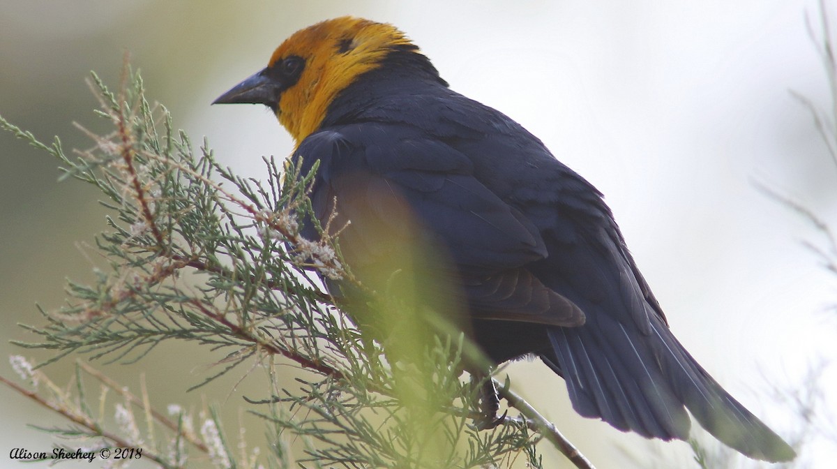 Yellow-headed Blackbird - Alison Sheehey