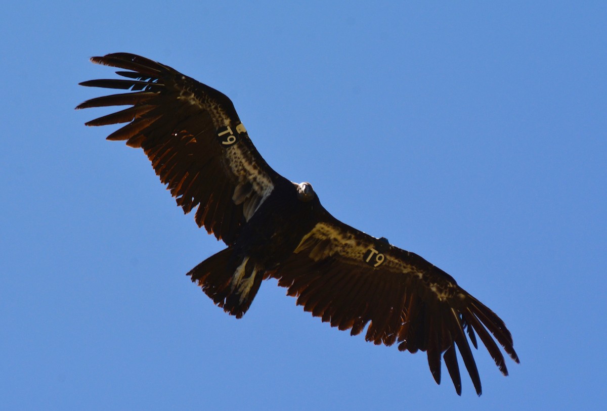 California Condor - Nate Brown